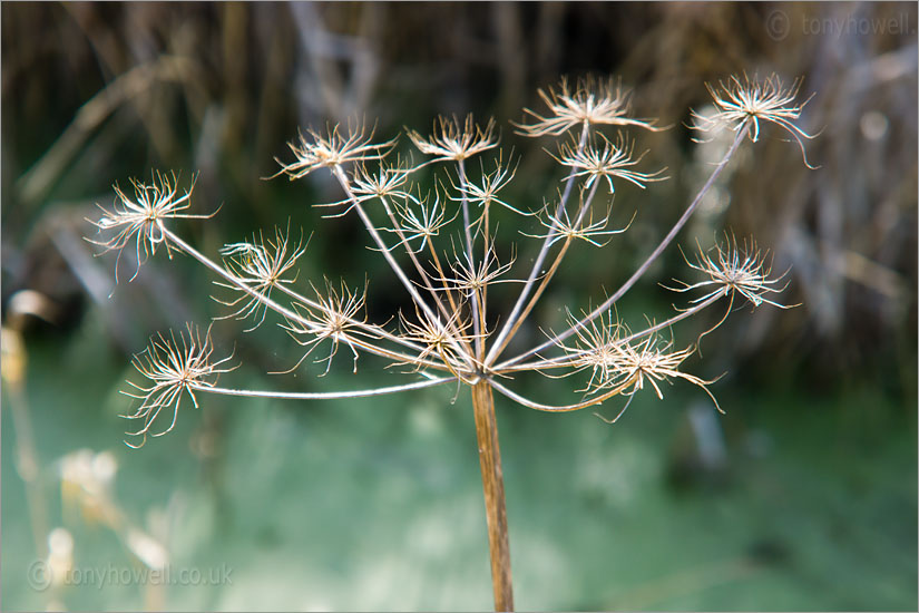 Seedhead