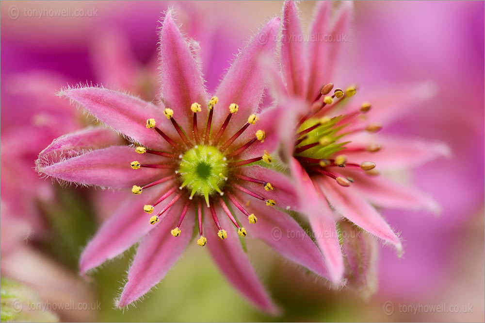 Sempervivum