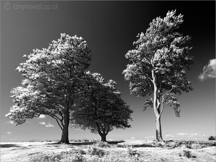 Seven Sisters Quantock Hills