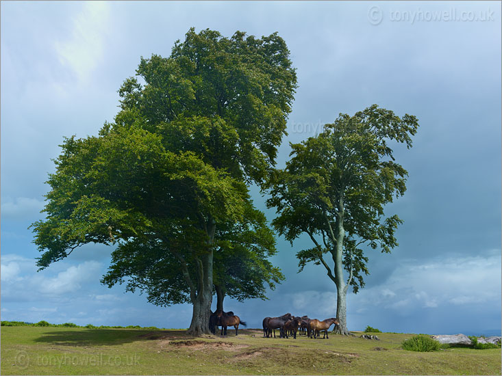 Ponies, Seven Sisters Beech Trees