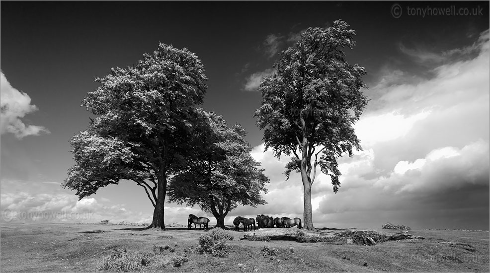 Seven Sisters Quantock Hills