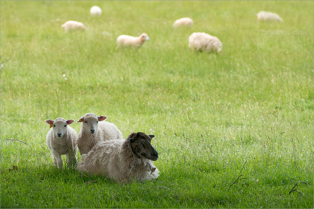 Sheep and Lambs