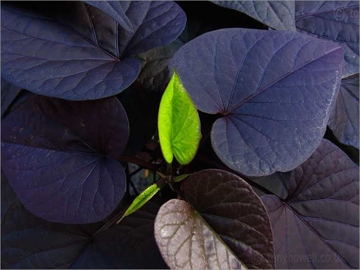 Leaf Emerging