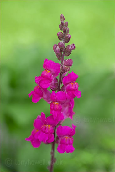 Snap Dragon, Antirrhinum