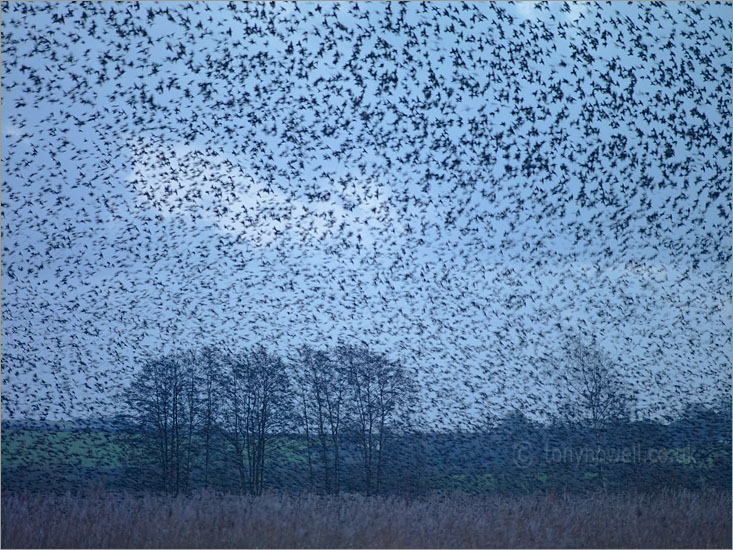Starlings, Somerset Levels