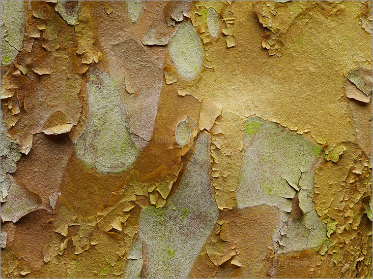 Stewartia Monadelpha Tree Bark