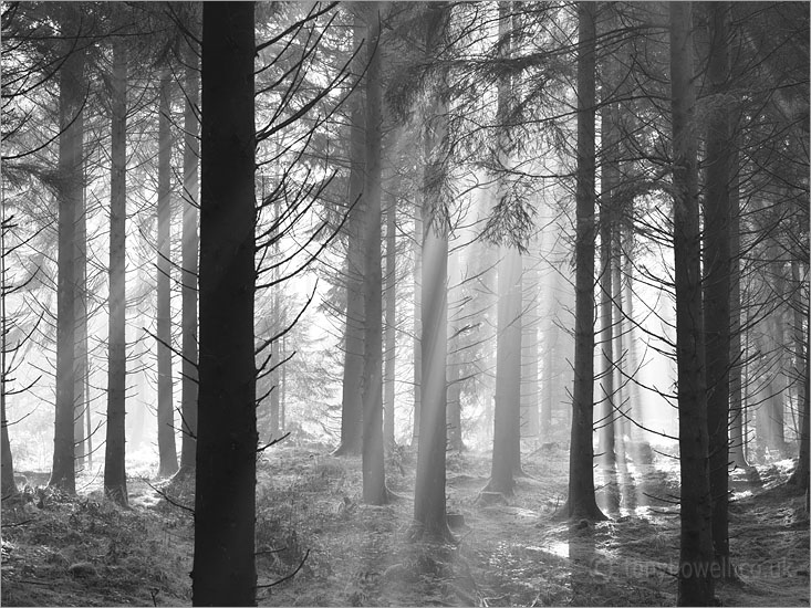 Sunrays through Mist, Pine Trees