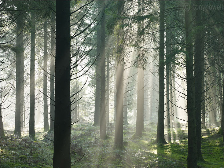 Sunrays through Mist, Pine Trees