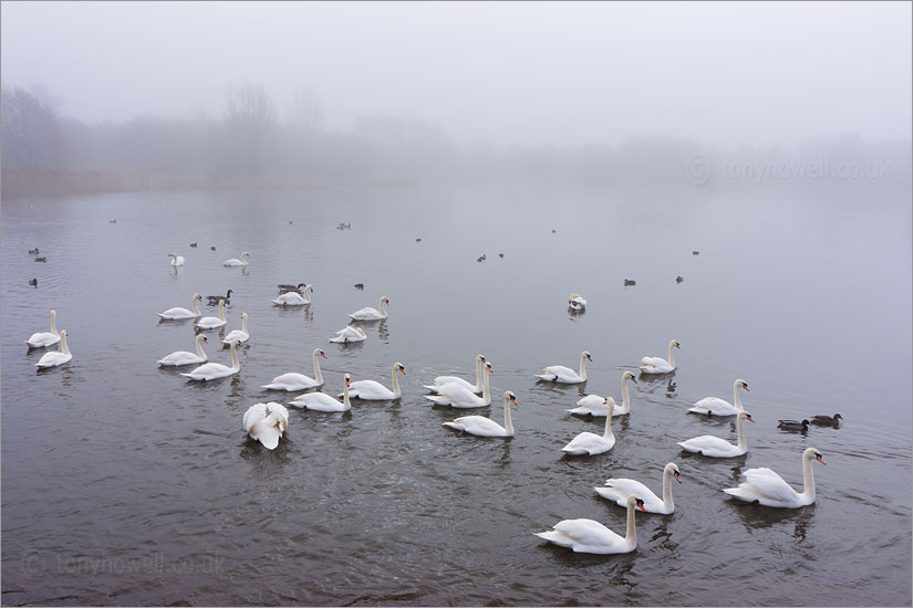 Swans, Mist, Chew Valley Lake