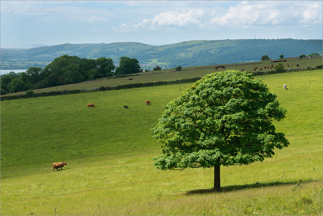 Sycamore Tree and Crooks Peak