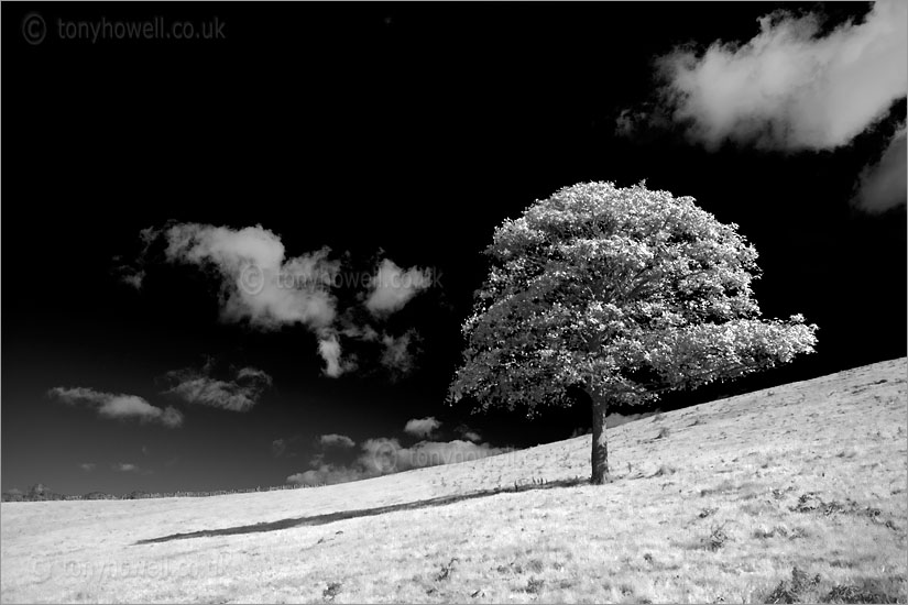 Sycamore Tree