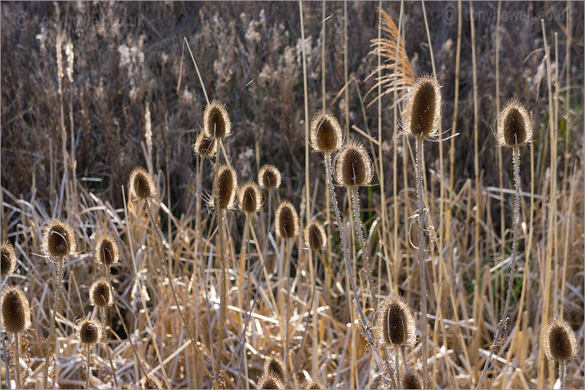 Teasels in Winter