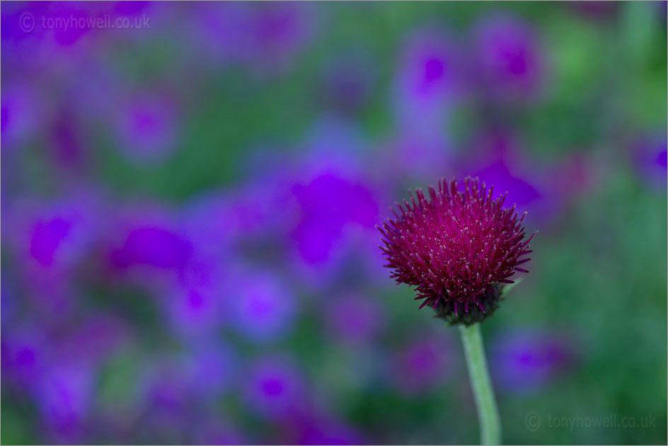 Thistle, Cirsium rivulare 