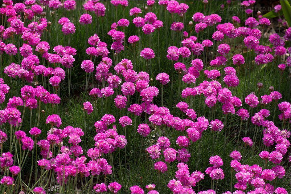 Thrift, Armeria maritima