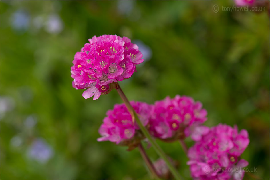 Thrift, Armeria maritima