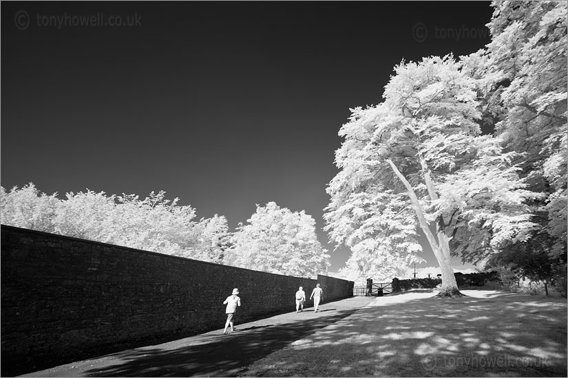 Tree, Wells (Infrared Camera, turns foliage white)