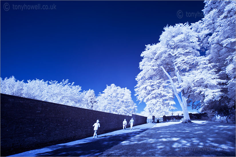 Tree outside Bishops Palace (Infrared Camera, turns foliage white)