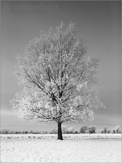 Tree, Hoar Frost, Snow