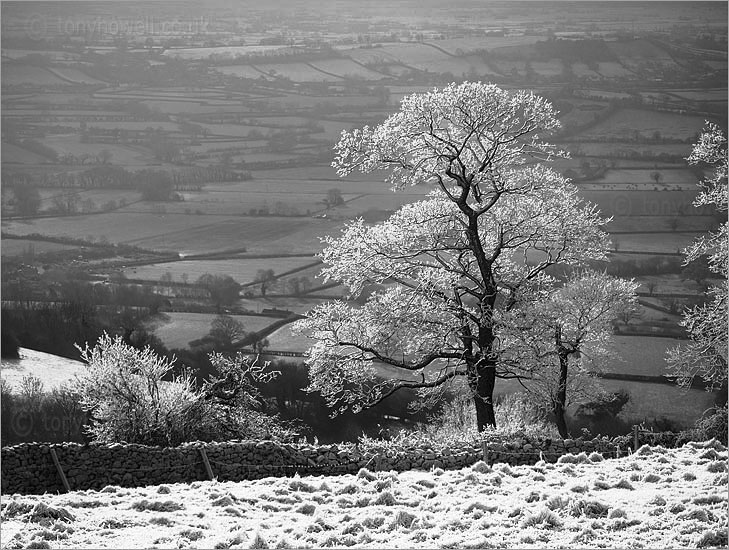 Tree, Frost and Snow