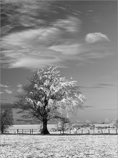 Tree, Frost and Snow