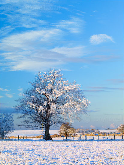 Tree, Frost and Snow
