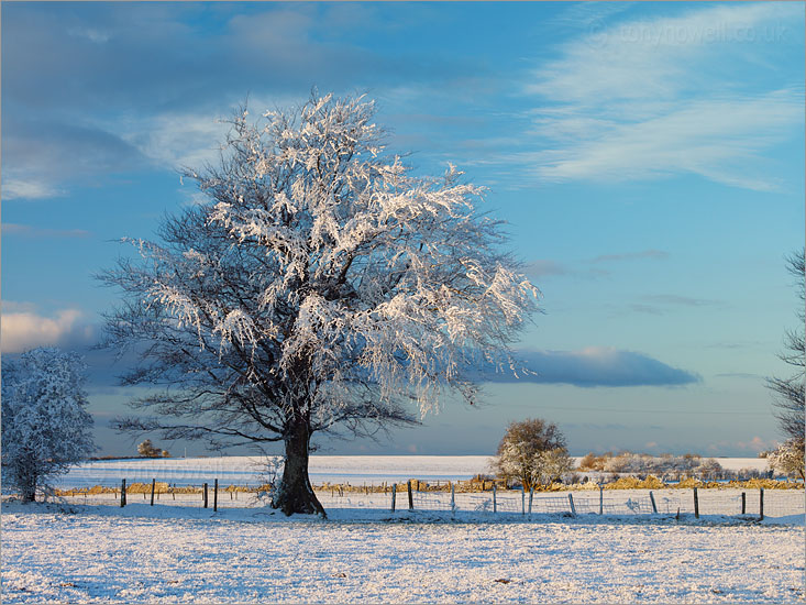 Tree, Frost and Snow