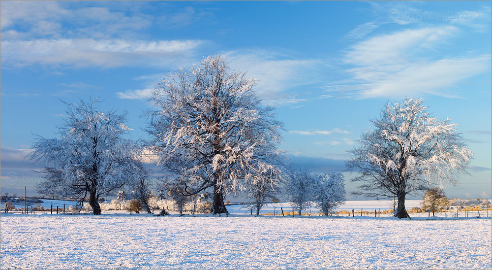 Trees, Frost and Snow