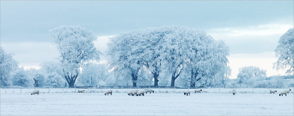 Trees, Sheep, Frost and Snow