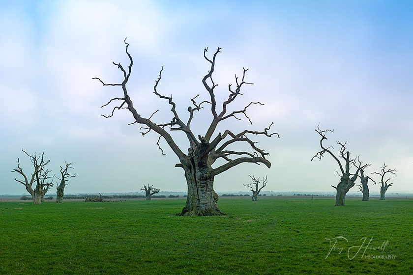 Twisted Oak Trees
