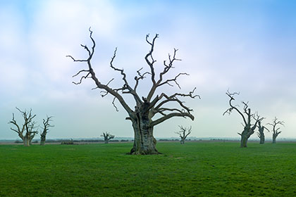 Twisted Oak Trees