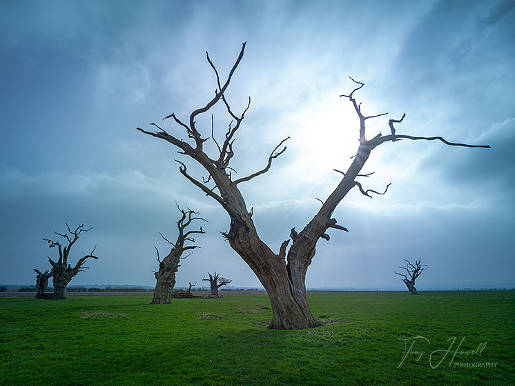 Twisted Oak Trees