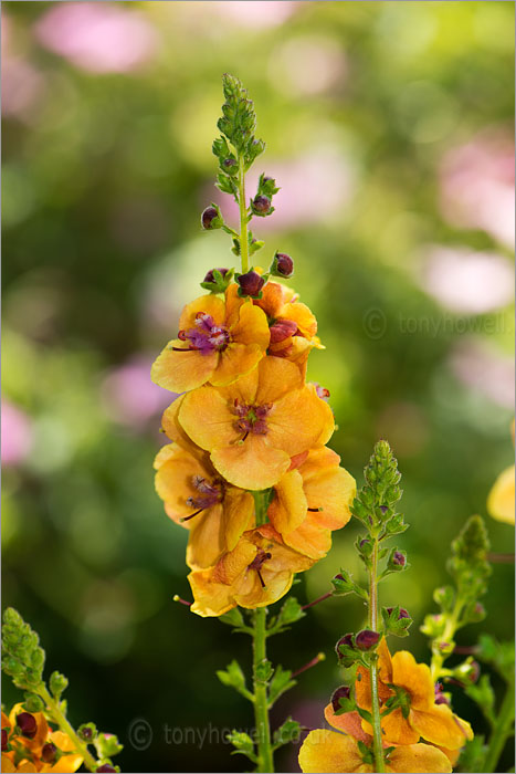 Verbascum 