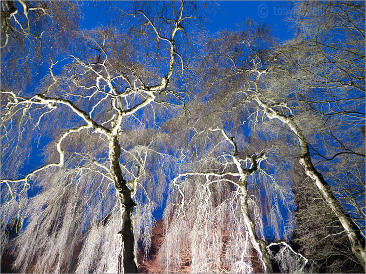 Weeping Birch Trees, Night