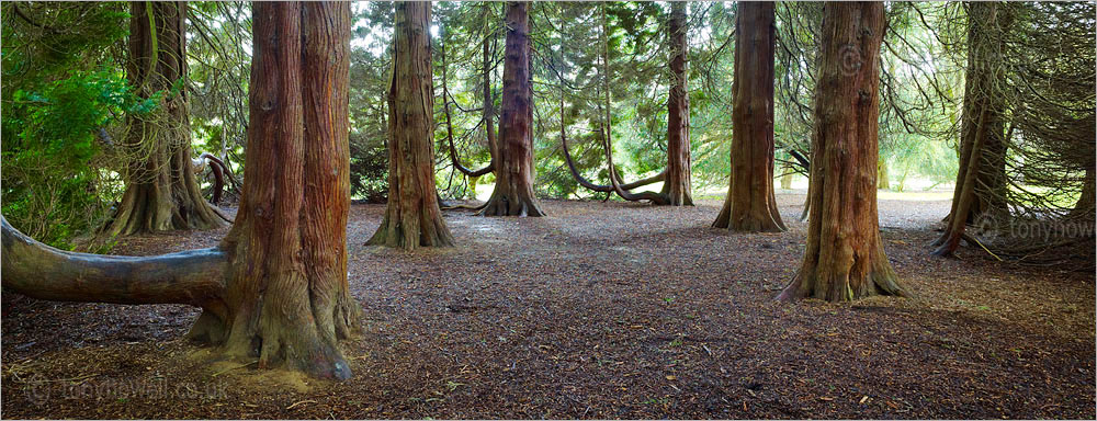 Western Red Cedar