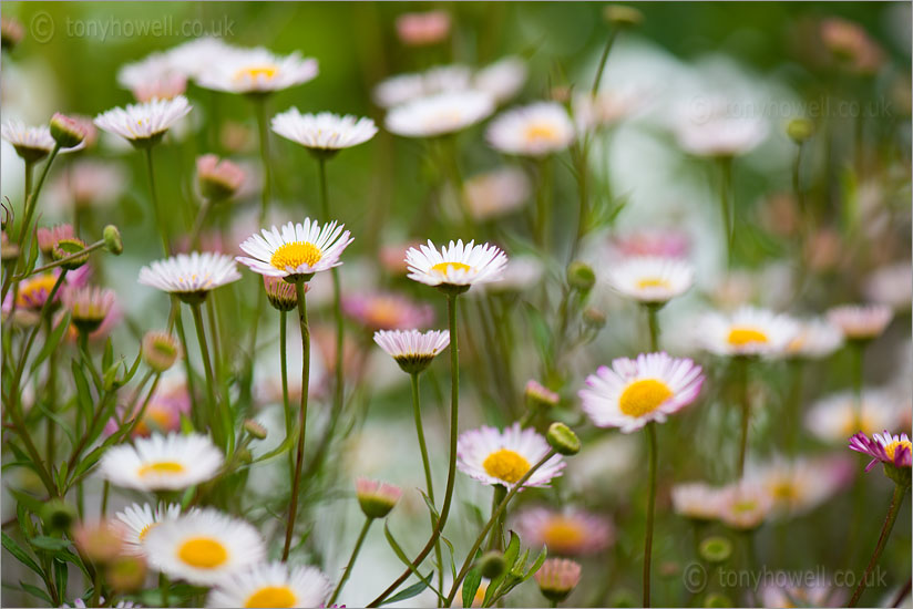 White Daisies