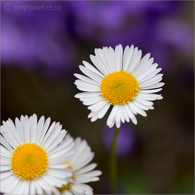 White Daisies