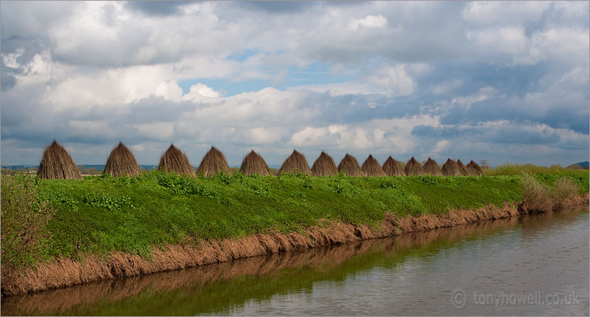  Willow drying