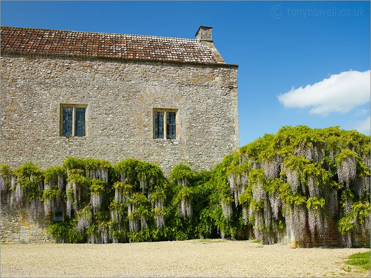 Wisteria