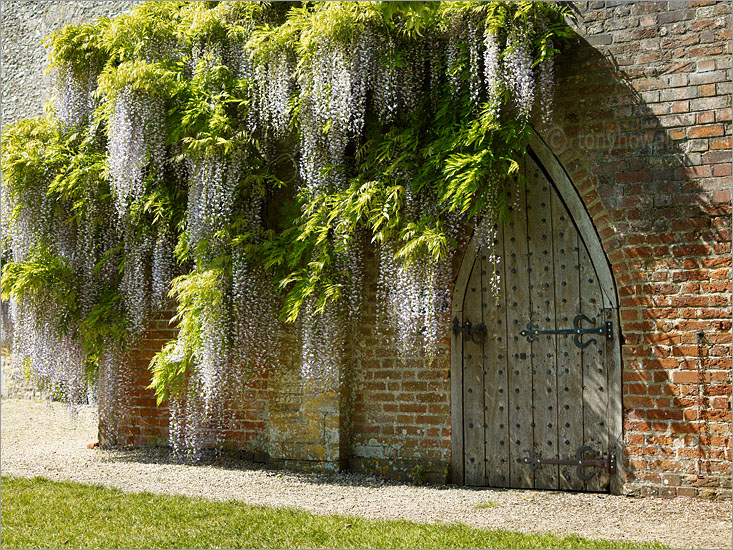 Wisteria