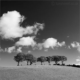 Beech Trees, Exmoor