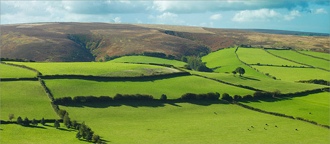 Trees, Exmoor