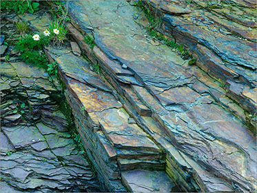 Rock, Daisies, Cornwall