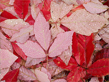 Leaves with Raindrops