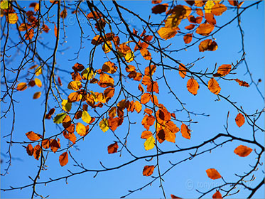 Beech Tree Leaves