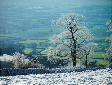 Tree, Frost