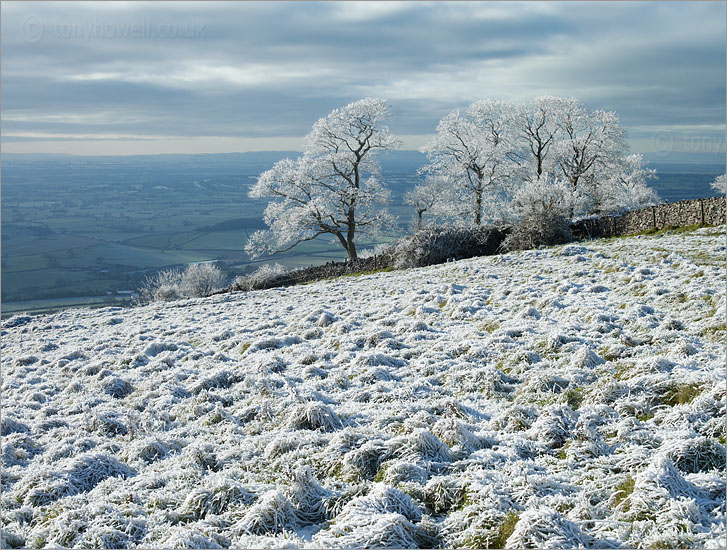 Trees, Frost & Snow