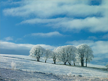 Beech, Snow