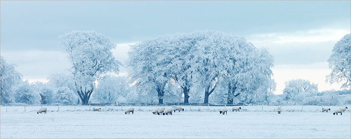 Tree, Frost