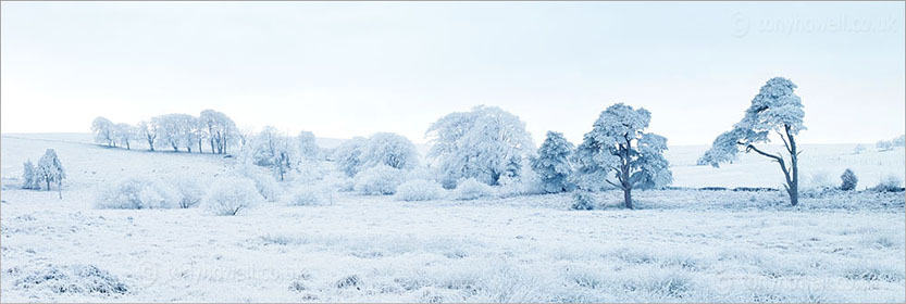 Beech, Winter