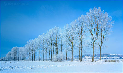 Poplar Trees, Hoar Frost & Snow